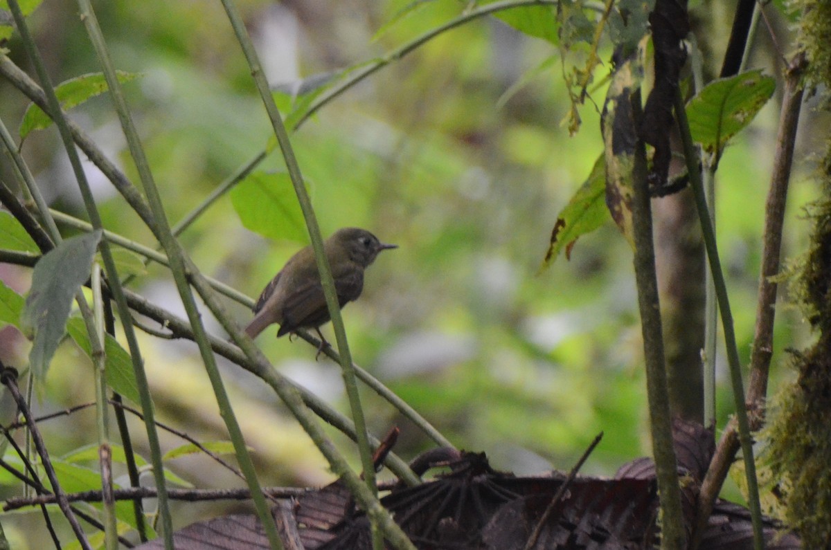 Olive-streaked Flycatcher - ML628260090