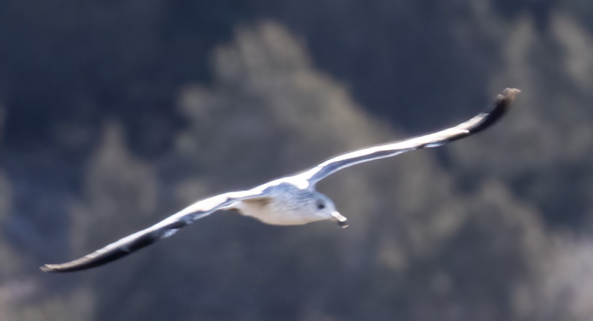 Ring-billed Gull - ML628260091