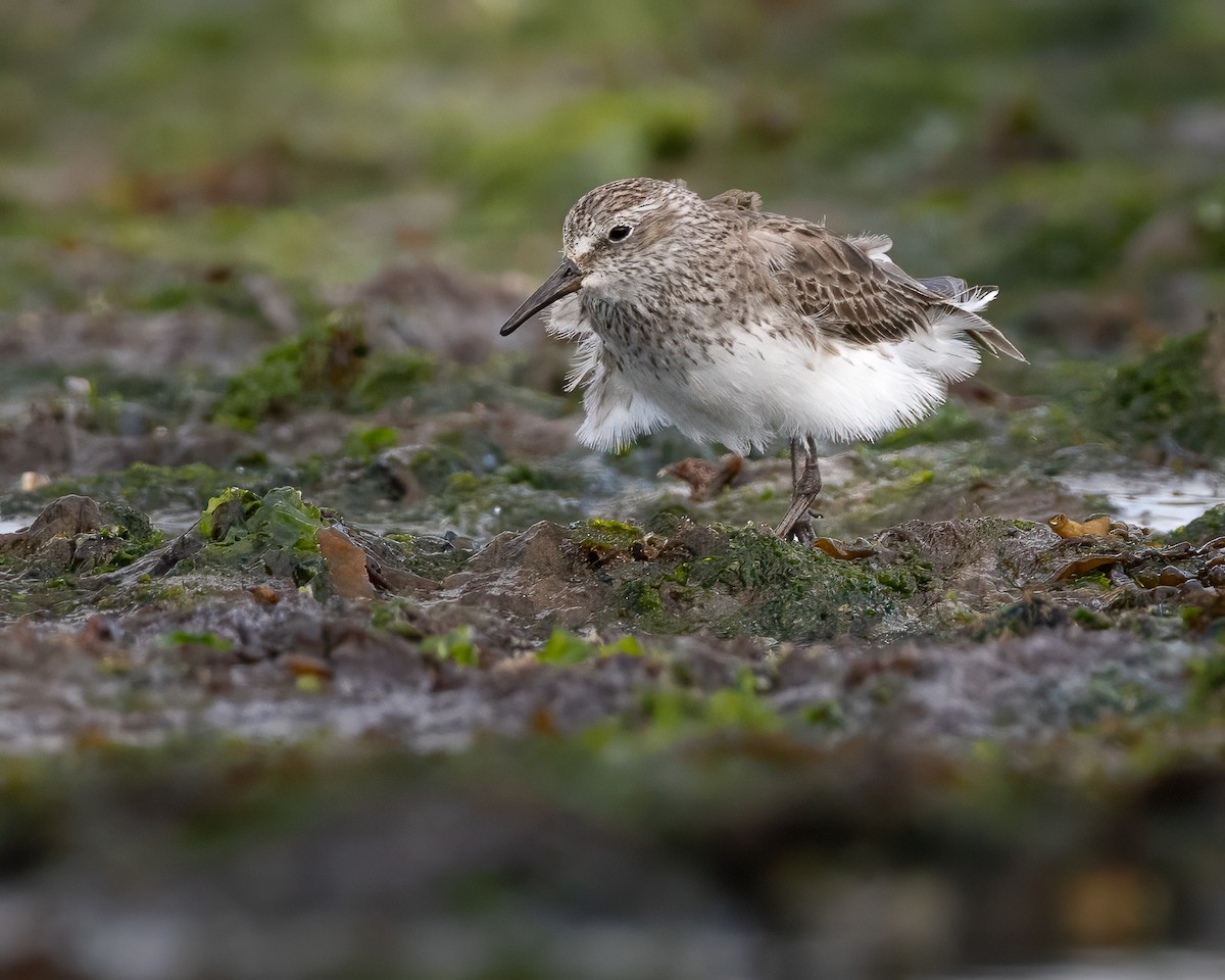 White-rumped Sandpiper - ML628260101