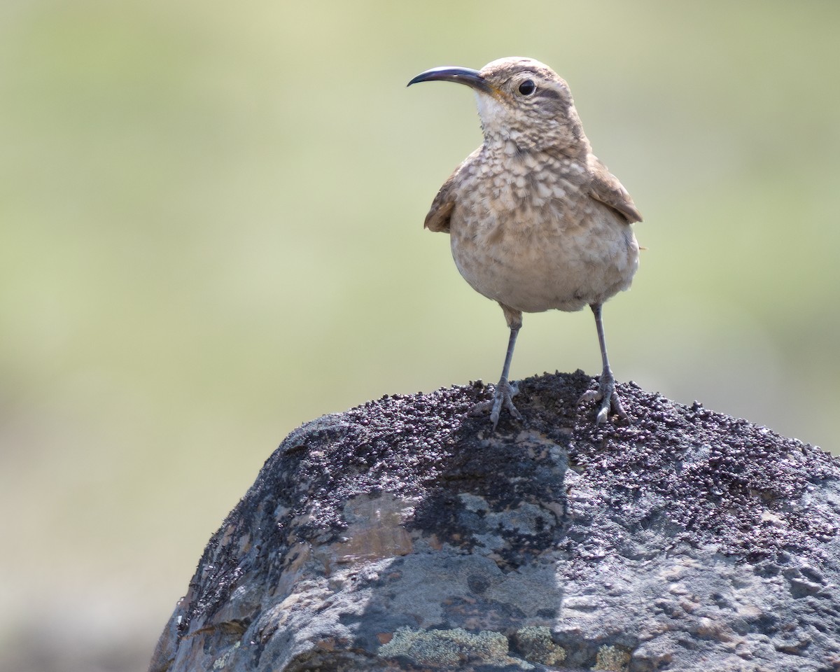 Scale-throated Earthcreeper - ML628260185