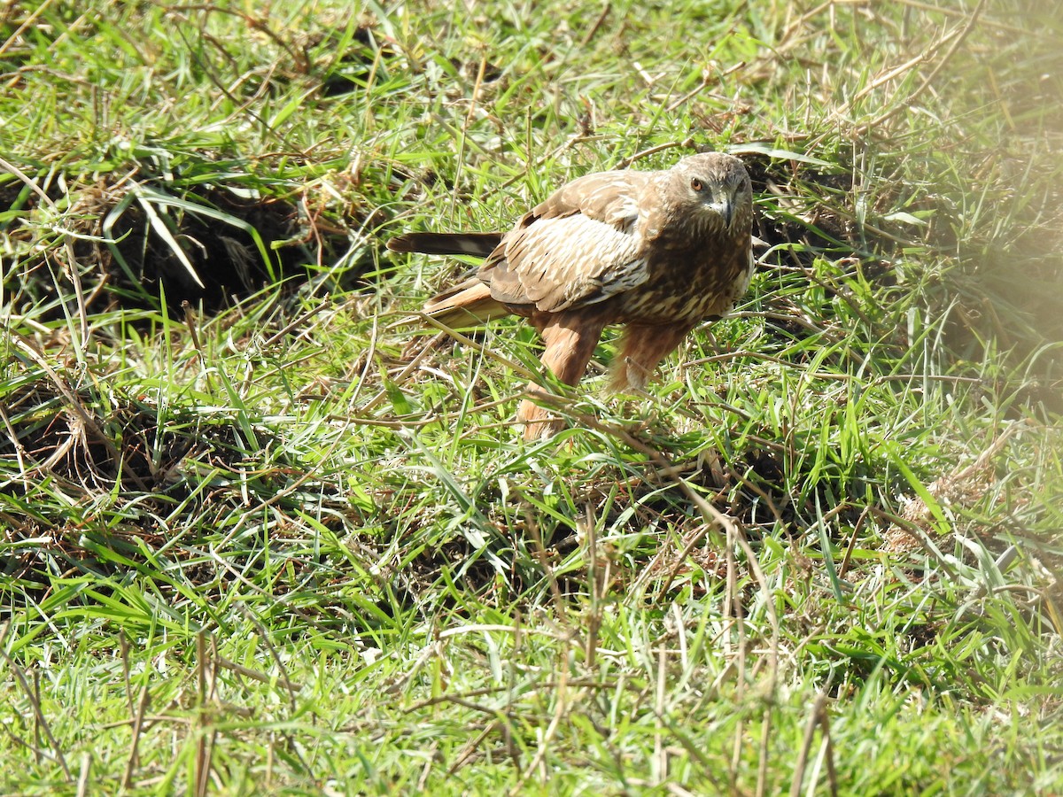 African Marsh Harrier - ML628260355