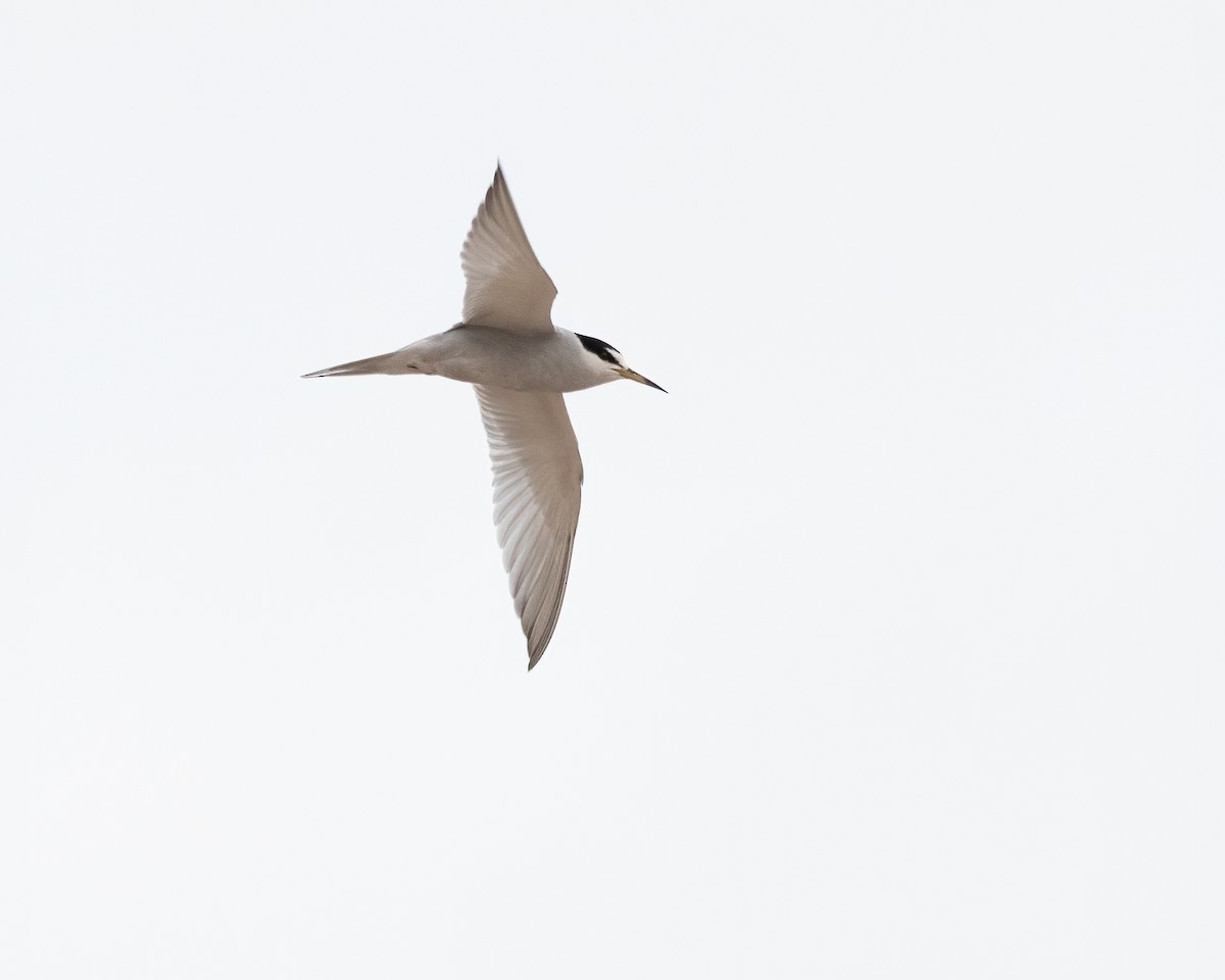 Peruvian Tern - ML628260361