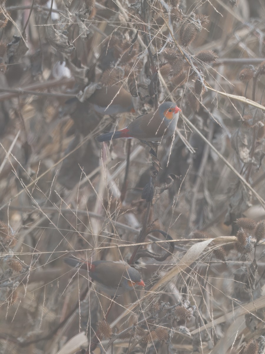 Orange-cheeked Waxbill - ML628260383