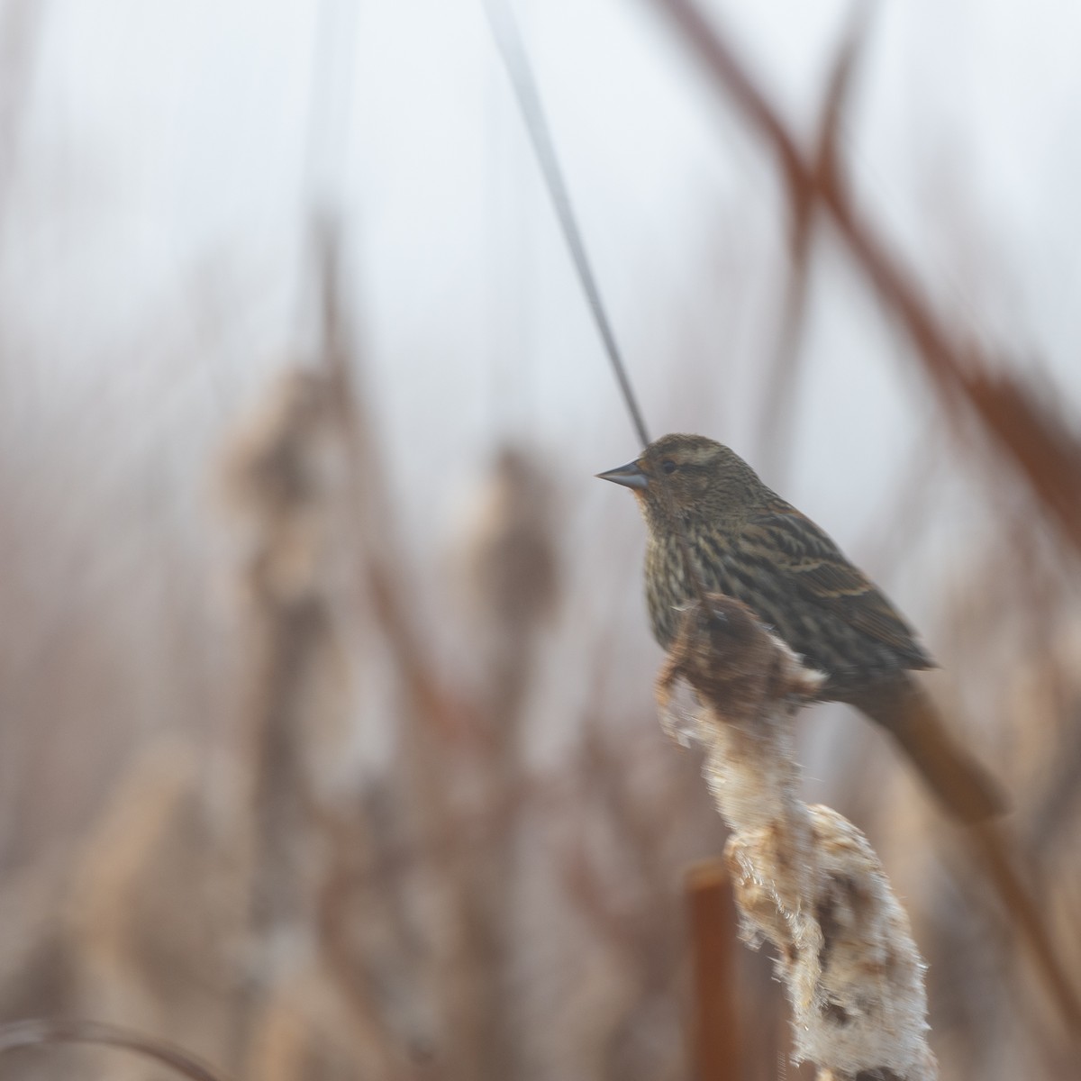 Red-winged Blackbird - ML628260404