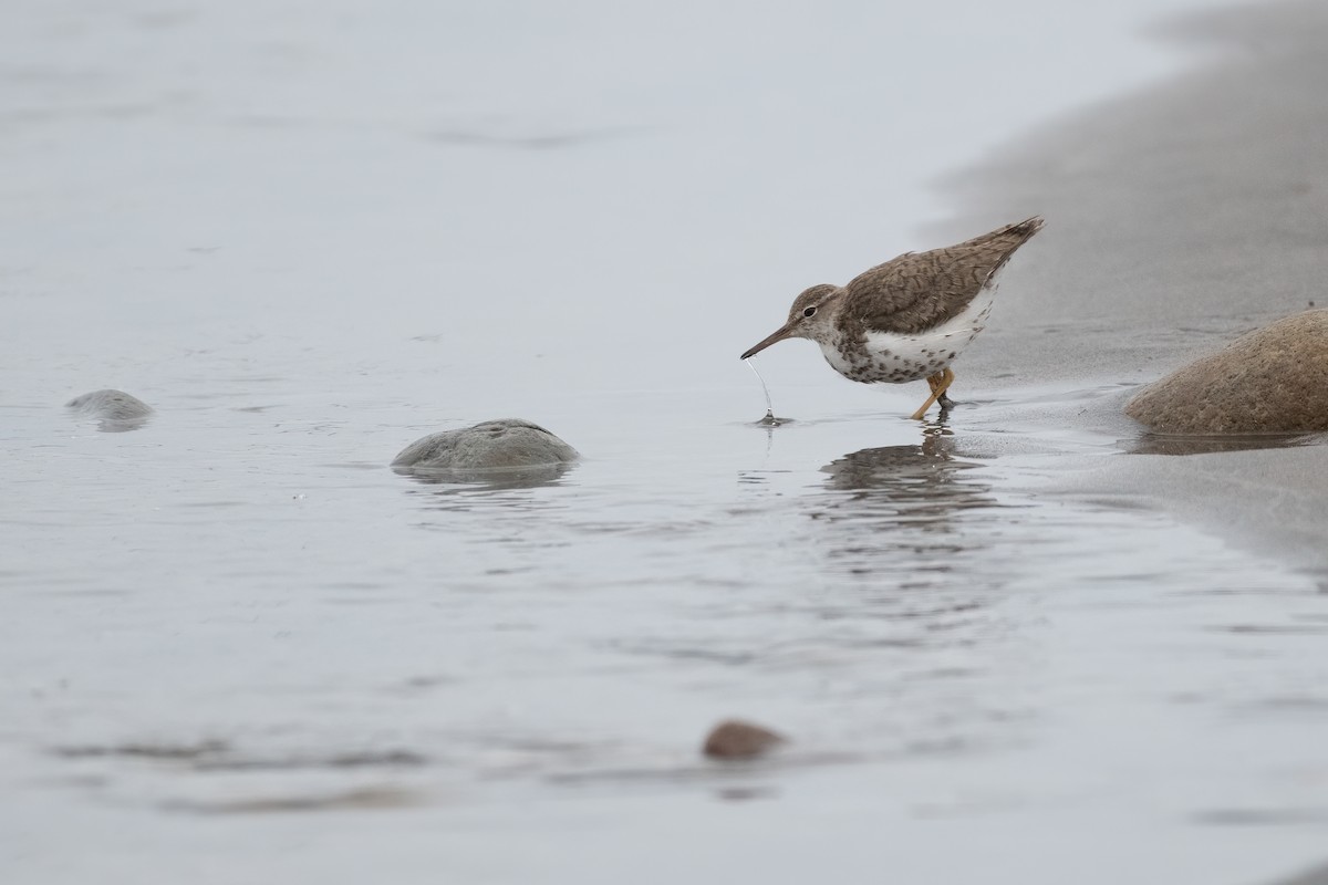 Spotted Sandpiper - ML628260457