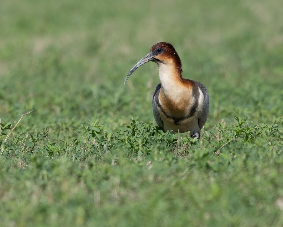 Andean Ibis - ML628260506