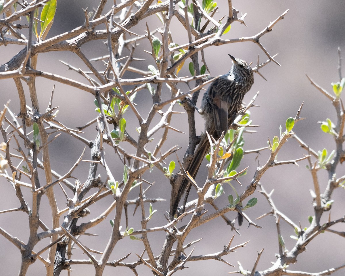 Streaked Tit-Spinetail - ML628260584