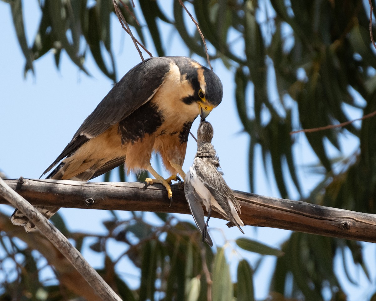 Aplomado Falcon - ML628260623