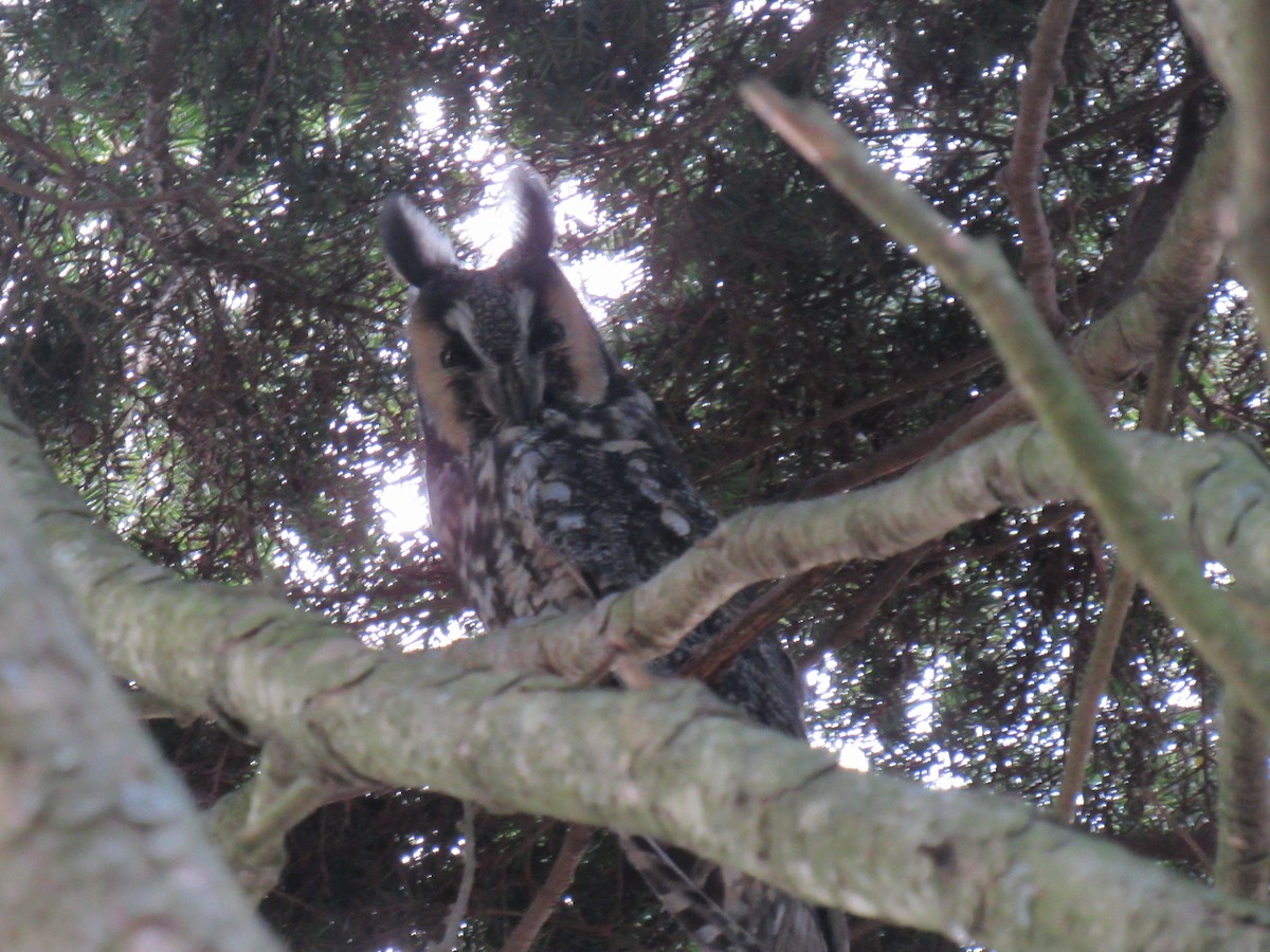Long-eared Owl - ML628260724