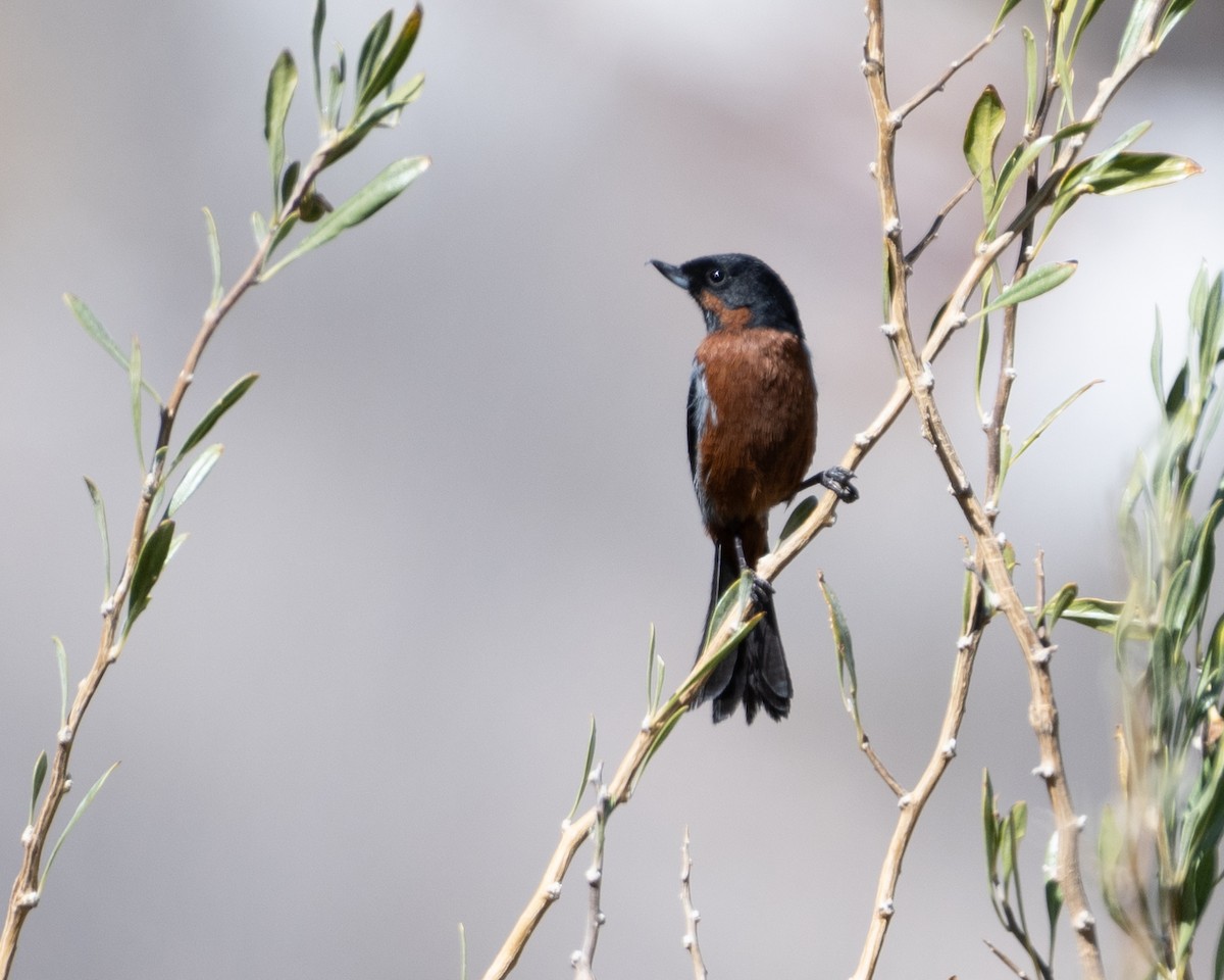 Black-throated Flowerpiercer - ML628260821