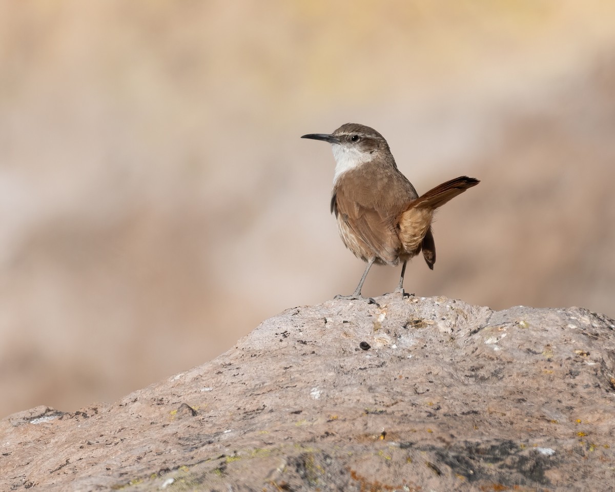 Straight-billed Earthcreeper - ML628260968