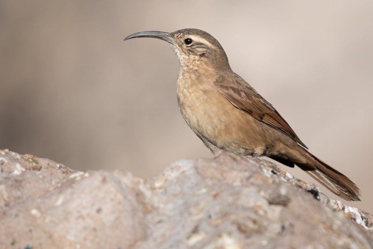 White-throated Earthcreeper - ML628260972