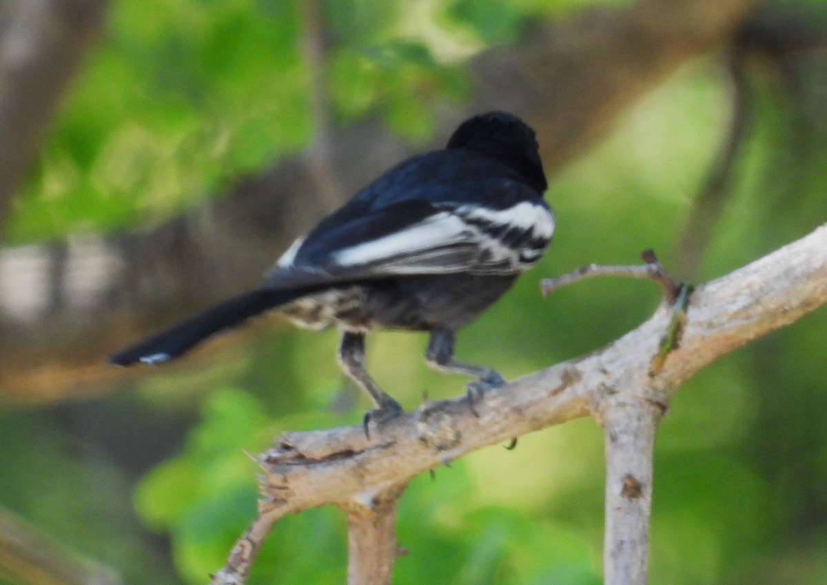 Southern Black-Tit - ML628260987