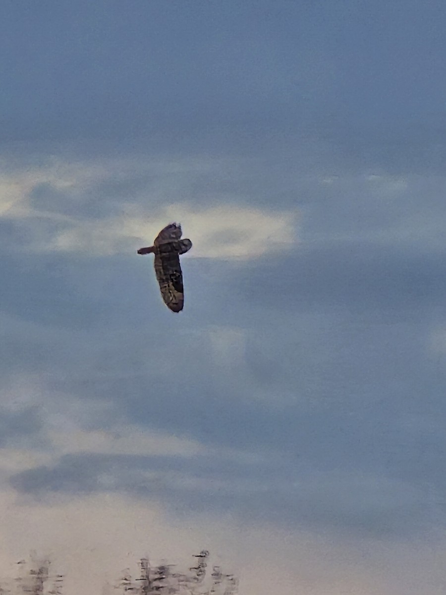 Short-eared Owl - ML628260998