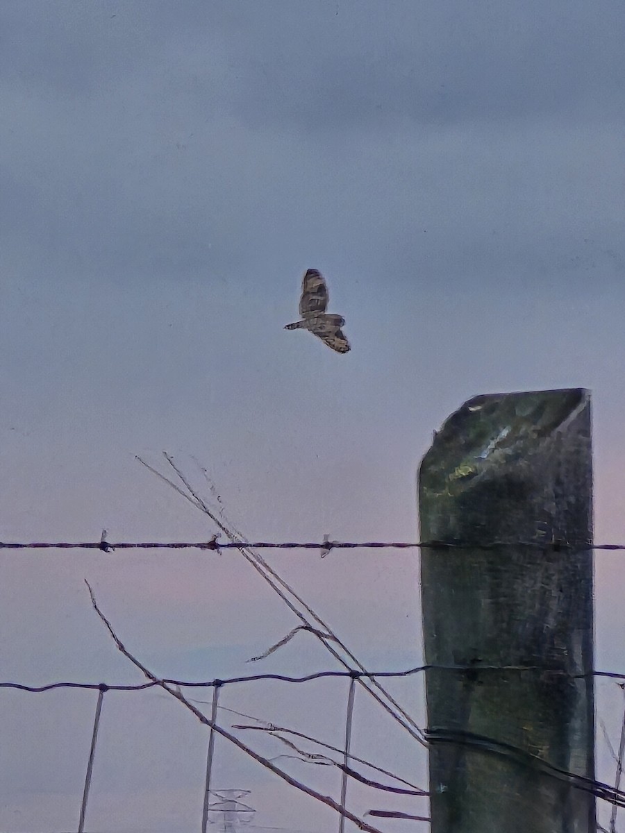 Short-eared Owl - ML628260999