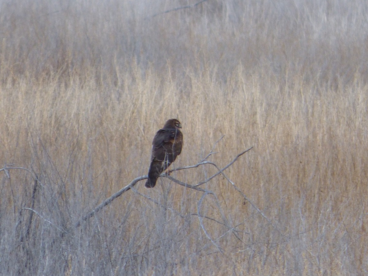 Northern Harrier - ML628261363