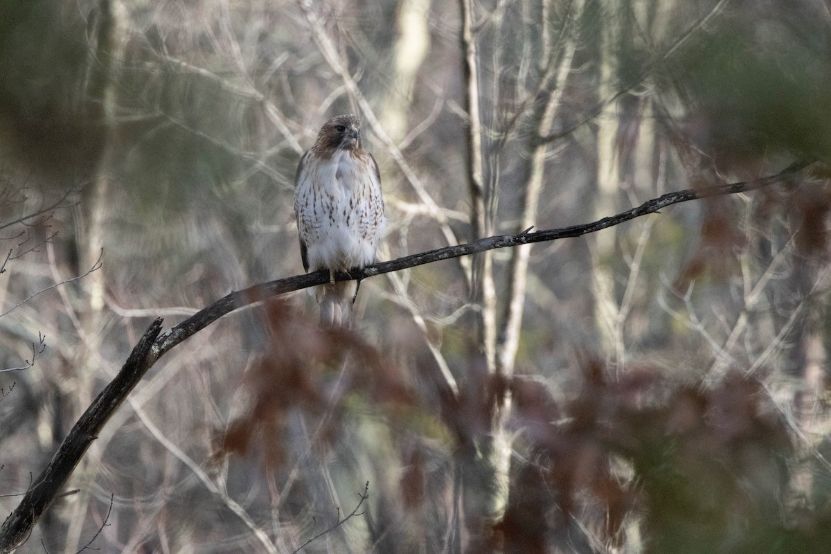 Red-tailed Hawk (borealis) - ML628261389