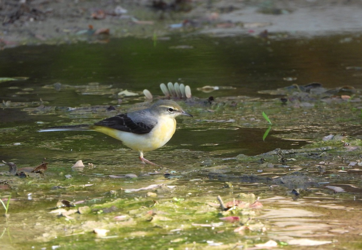 Gray Wagtail - ML628261459