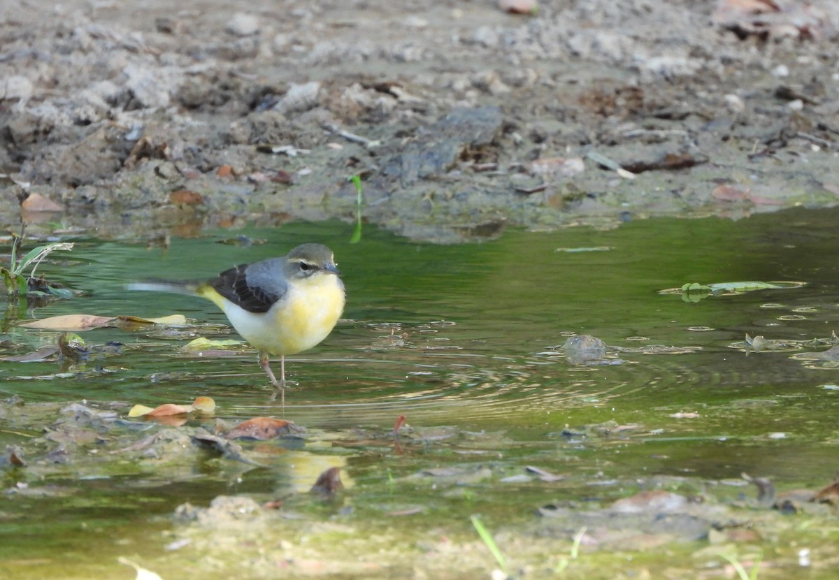 Gray Wagtail - ML628261460