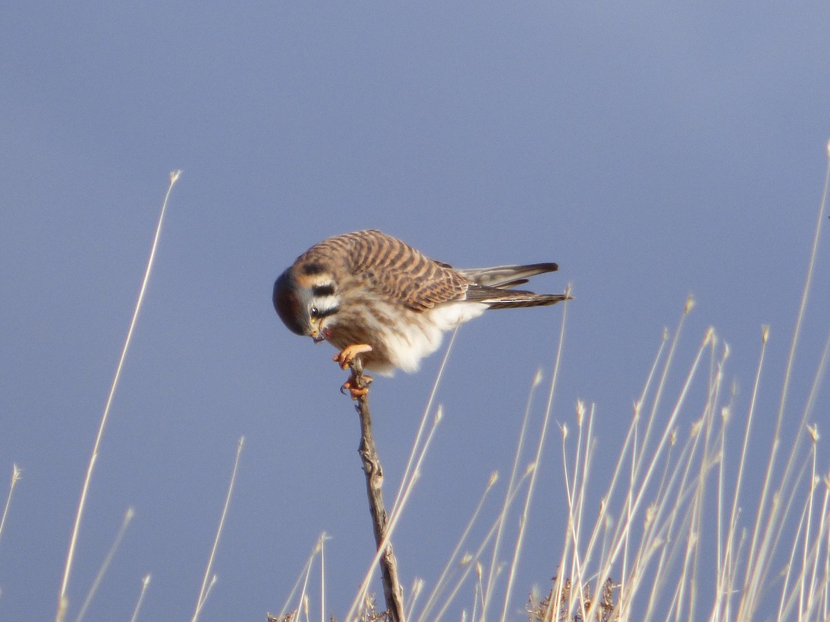 American Kestrel - ML628261473