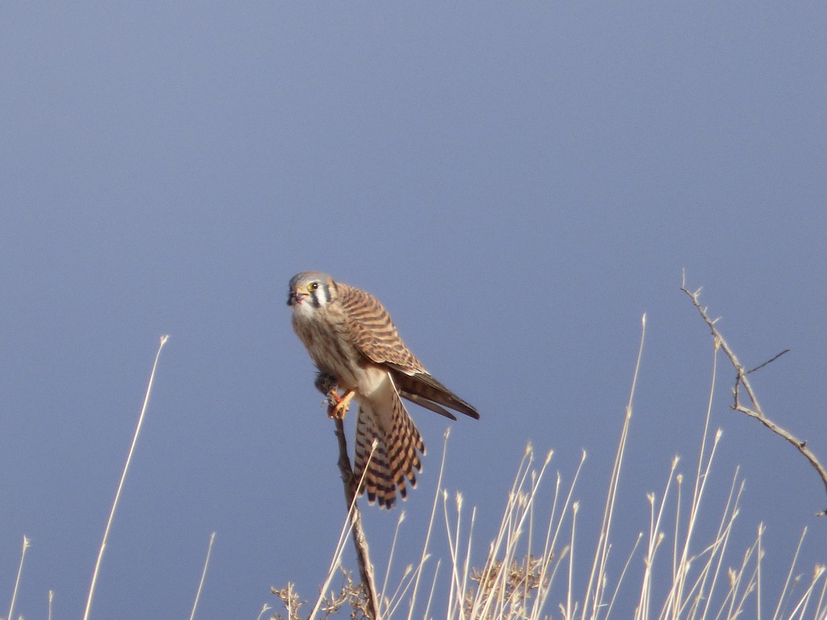 American Kestrel - ML628261474