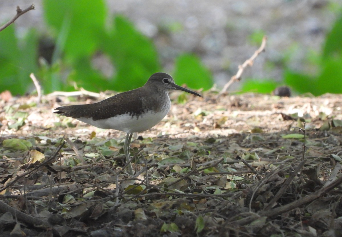 Green Sandpiper - ML628261477