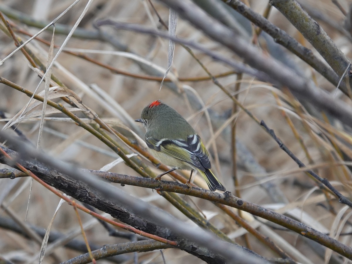 Ruby-crowned Kinglet - ML628261615