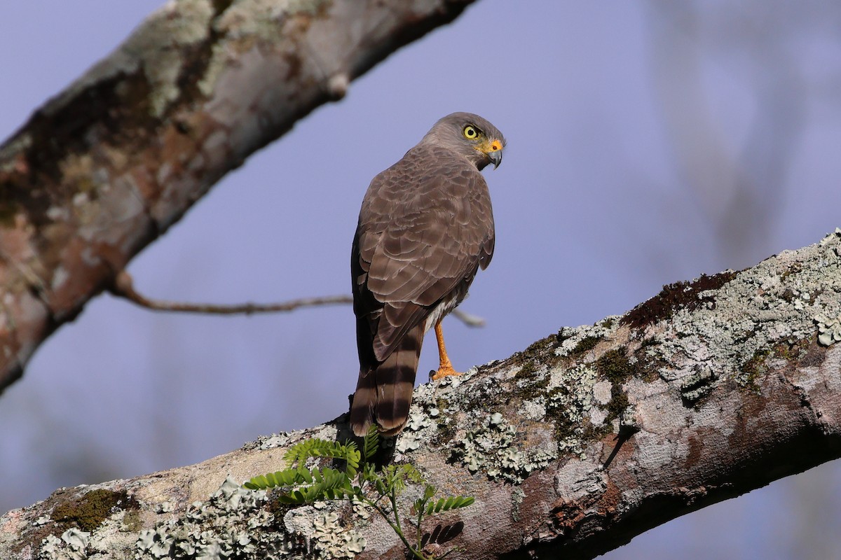 Roadside Hawk - ML628261652