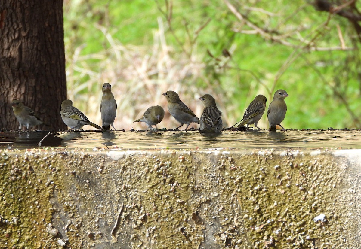 Rüppell's Weaver - ML628261736