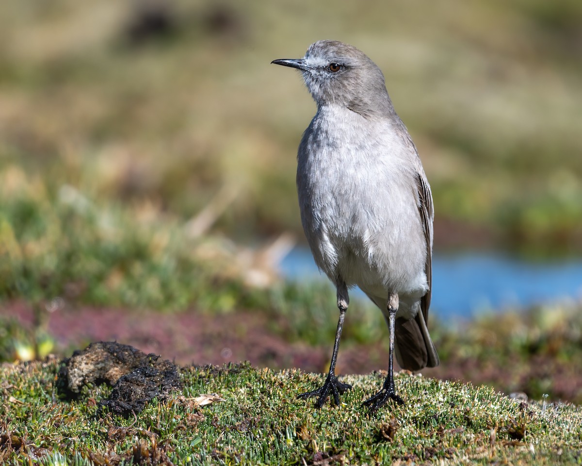 White-fronted Ground-Tyrant - ML628261744