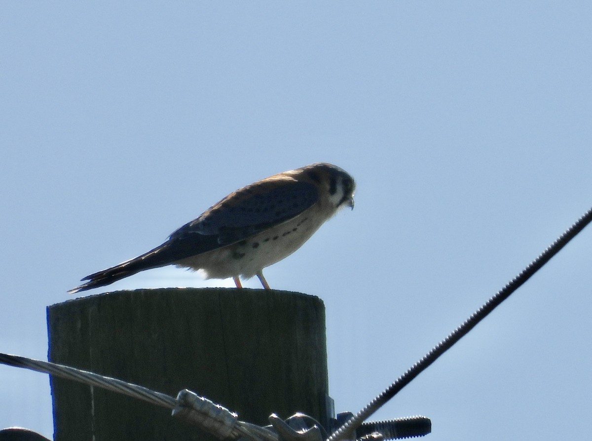 American Kestrel - ML628261761