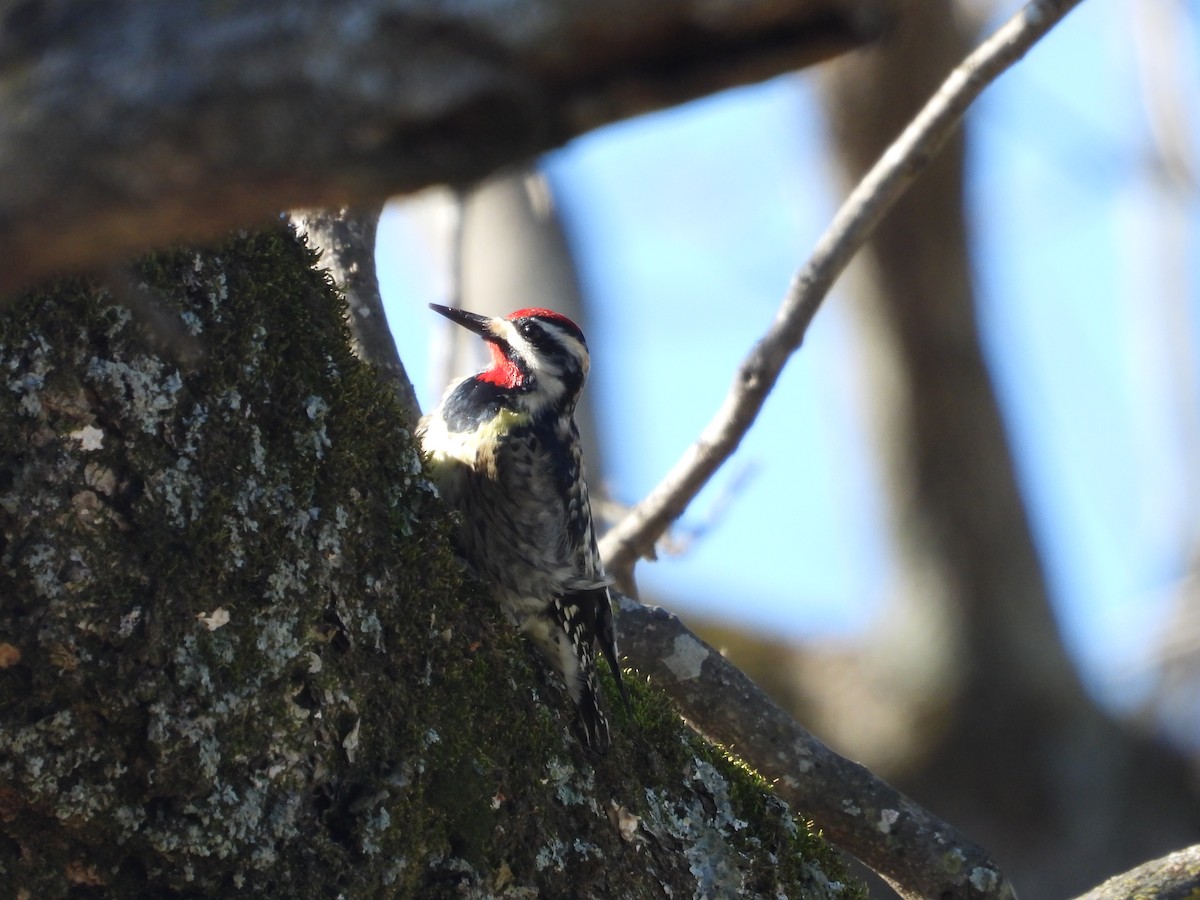 Yellow-bellied Sapsucker - ML628261770