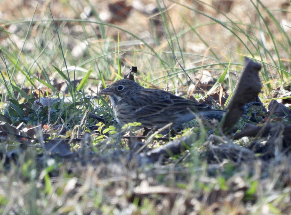 Vesper Sparrow - ML628261790