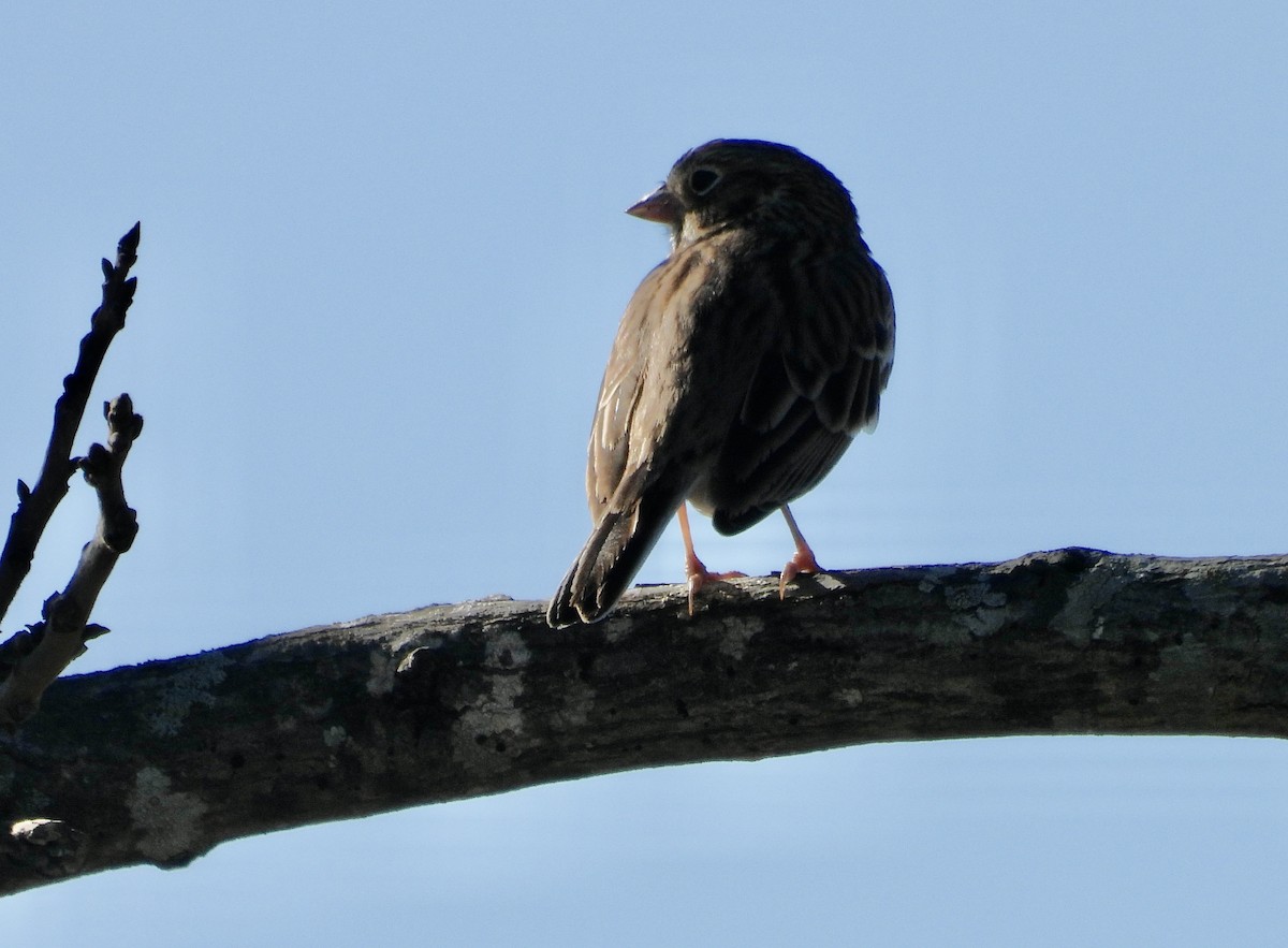 Vesper Sparrow - ML628261808