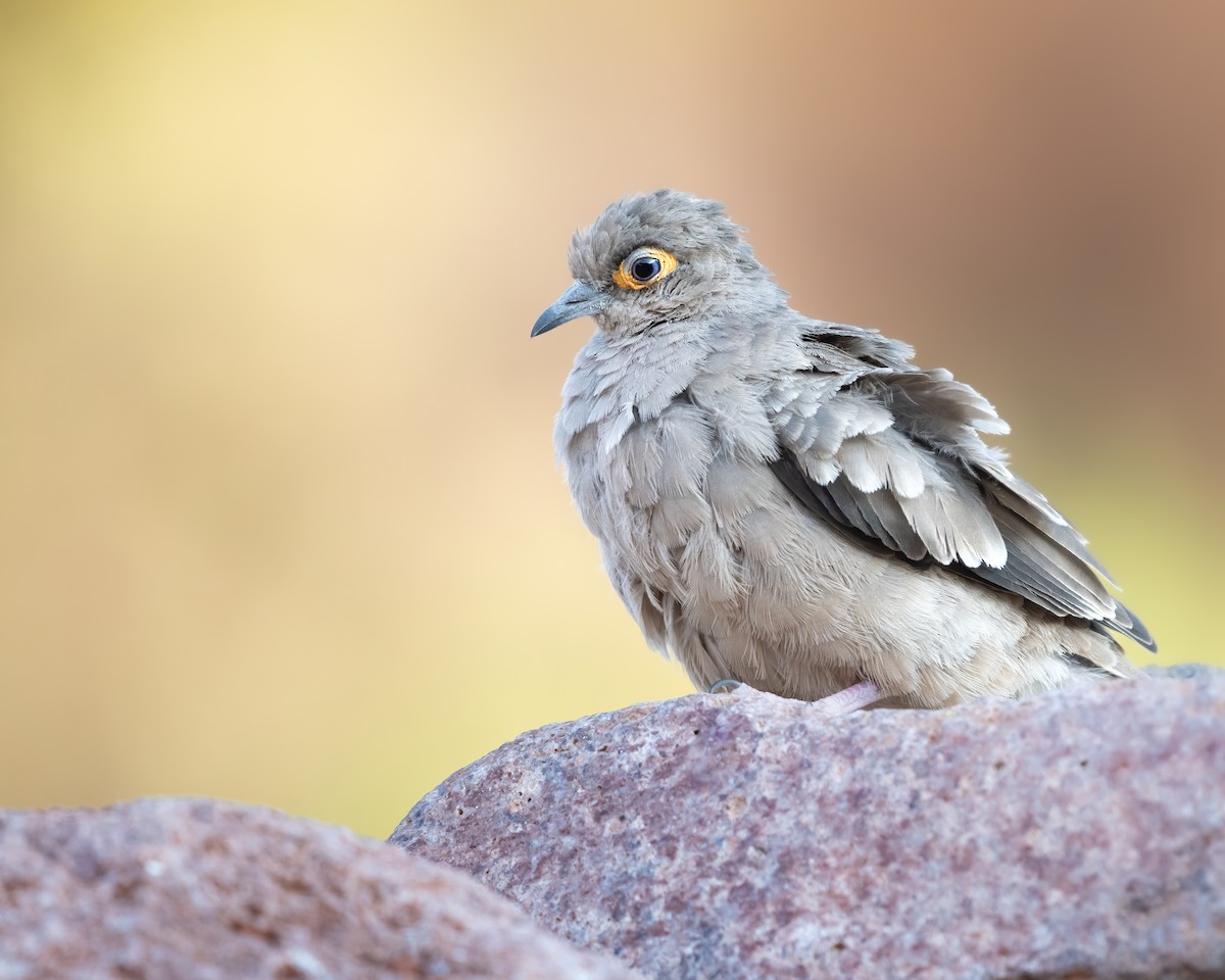 Bare-faced Ground Dove - ML628261998