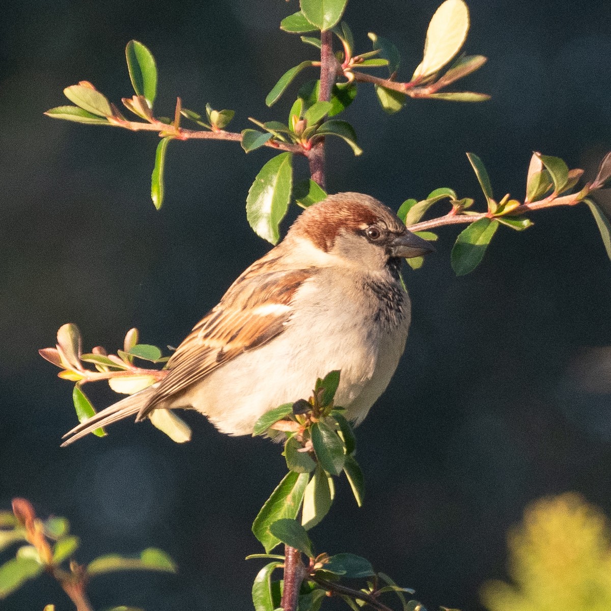 Moineau domestique - ML628262077