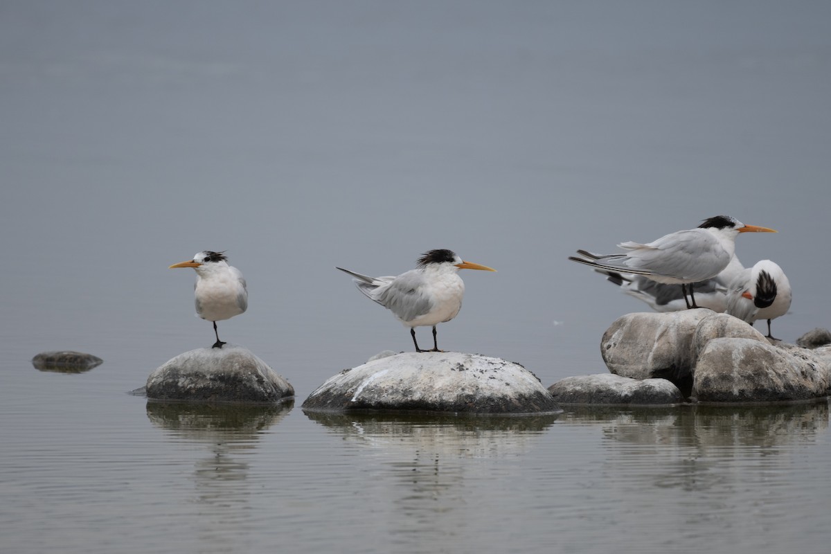 Elegant Tern - ML628262137