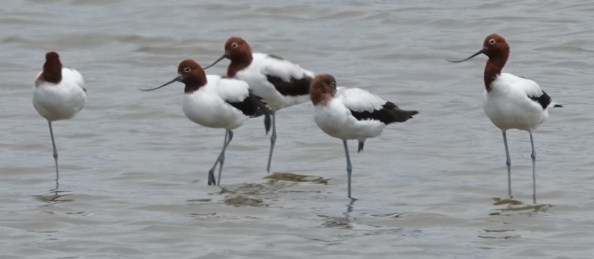 Red-necked Avocet - ML628262168