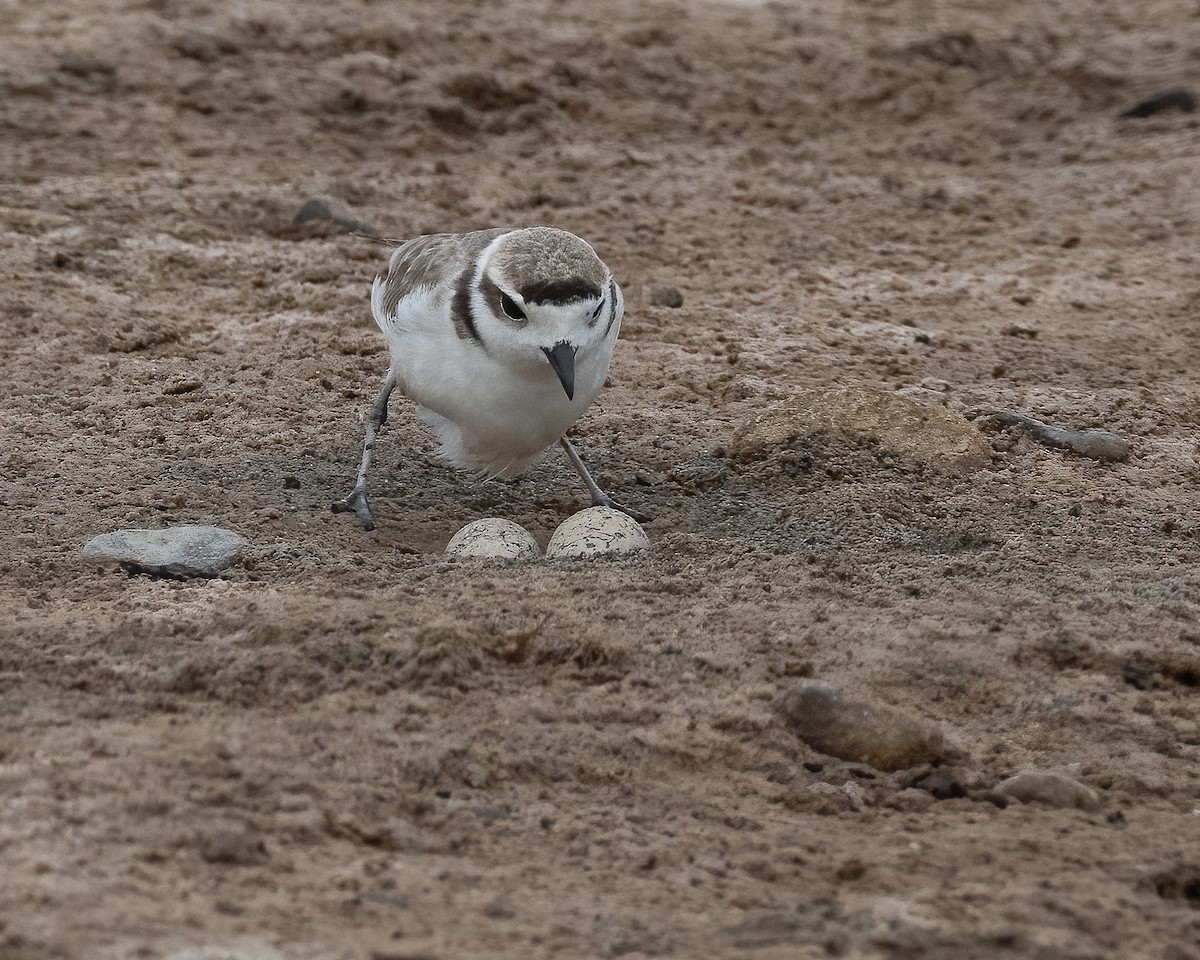 Snowy Plover - ML628262169