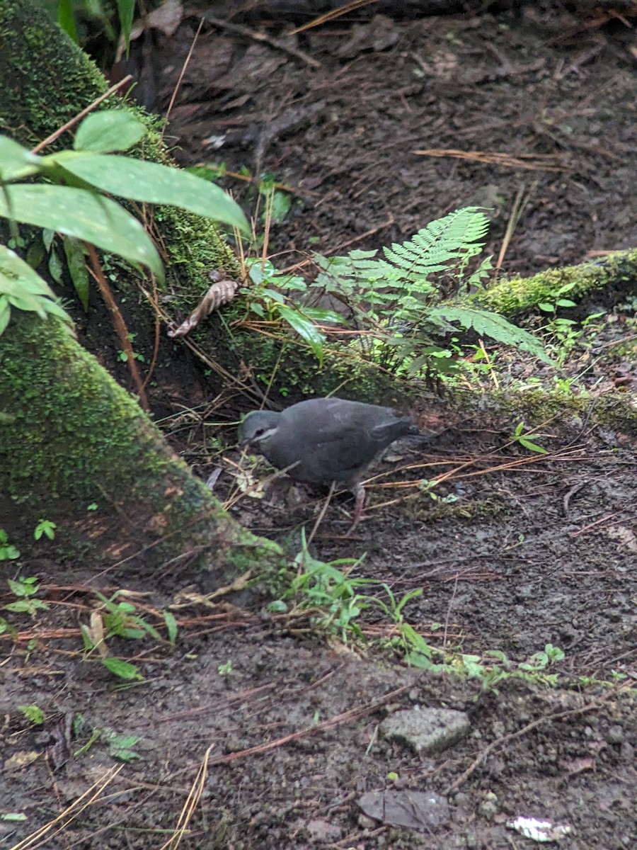 Purplish-backed Quail-Dove - ML628262185