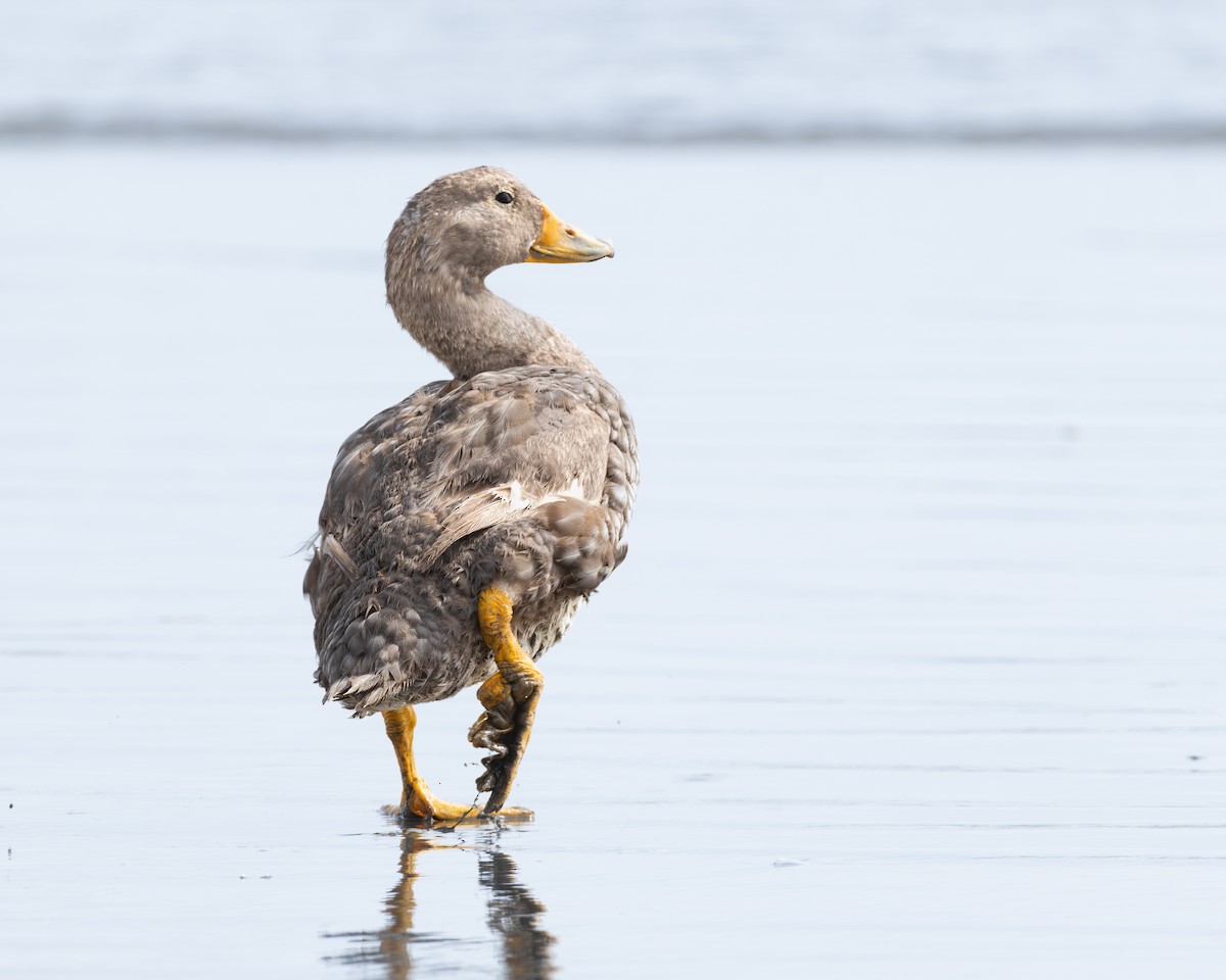 Flightless Steamer-Duck - ML628262404