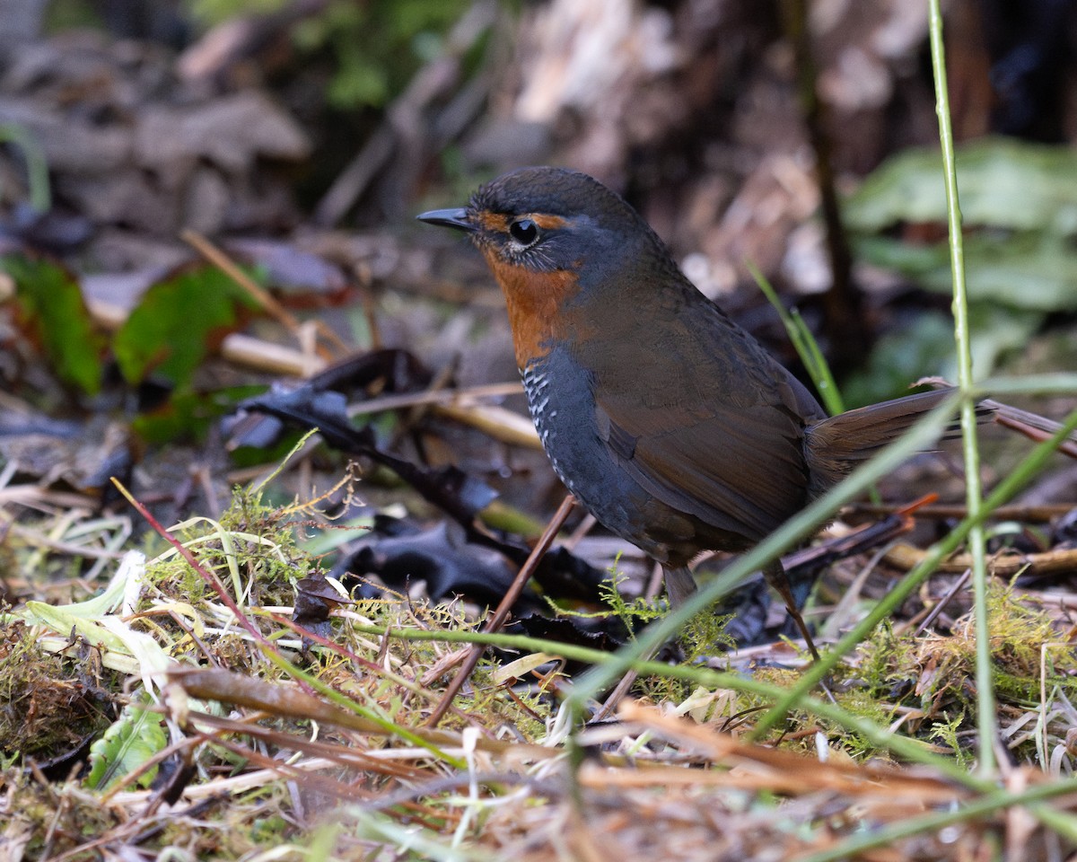 Chucao Tapaculo - ML628262425