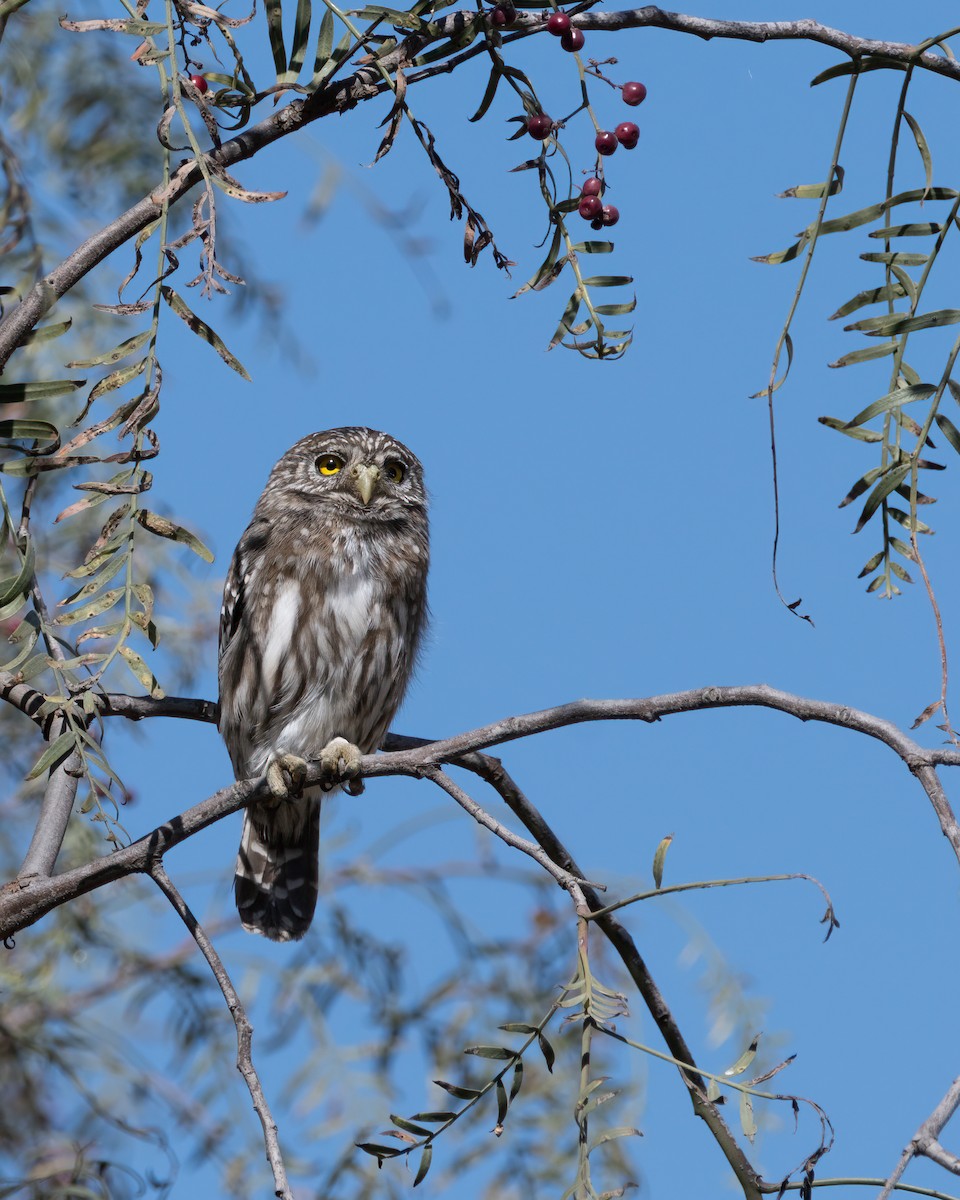 Peruvian Pygmy-Owl - ML628262581