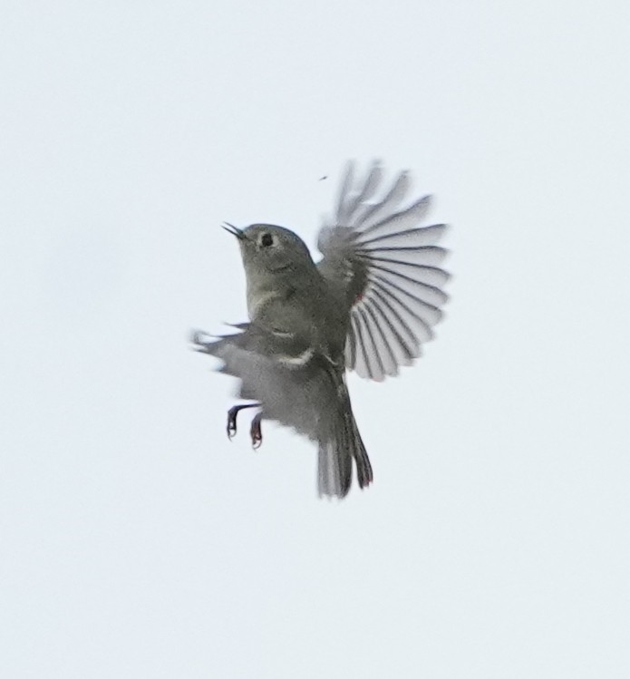 Ruby-crowned Kinglet - ML628262586