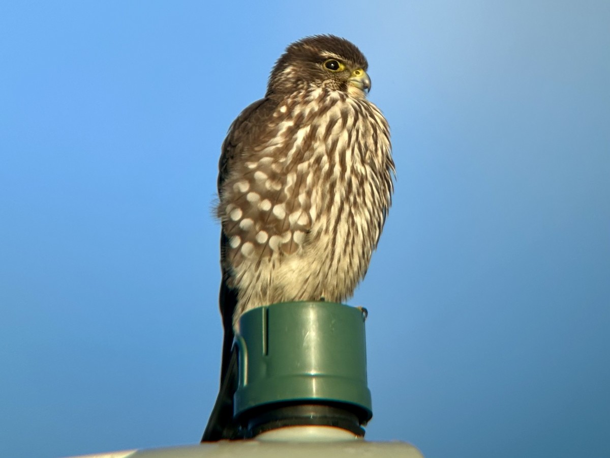 Merlin (Taiga) - ML628262593