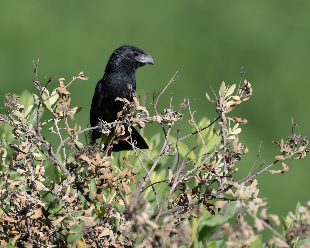 Groove-billed Ani - ML628262595