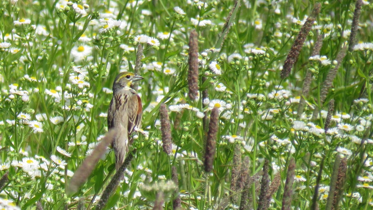 papežík americký - ML62826261