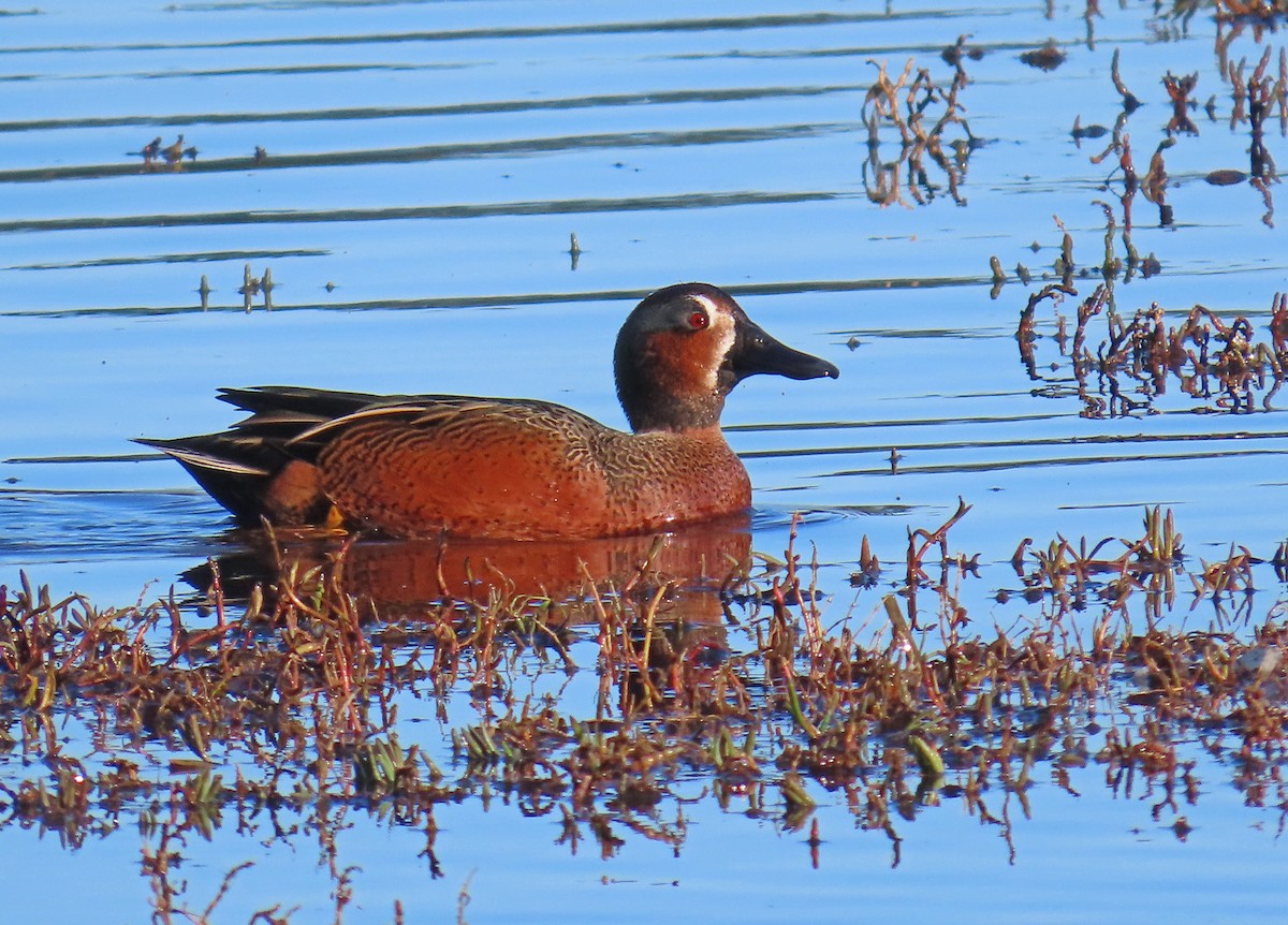 Blue-winged x Cinnamon Teal (hybrid) - ML628262619