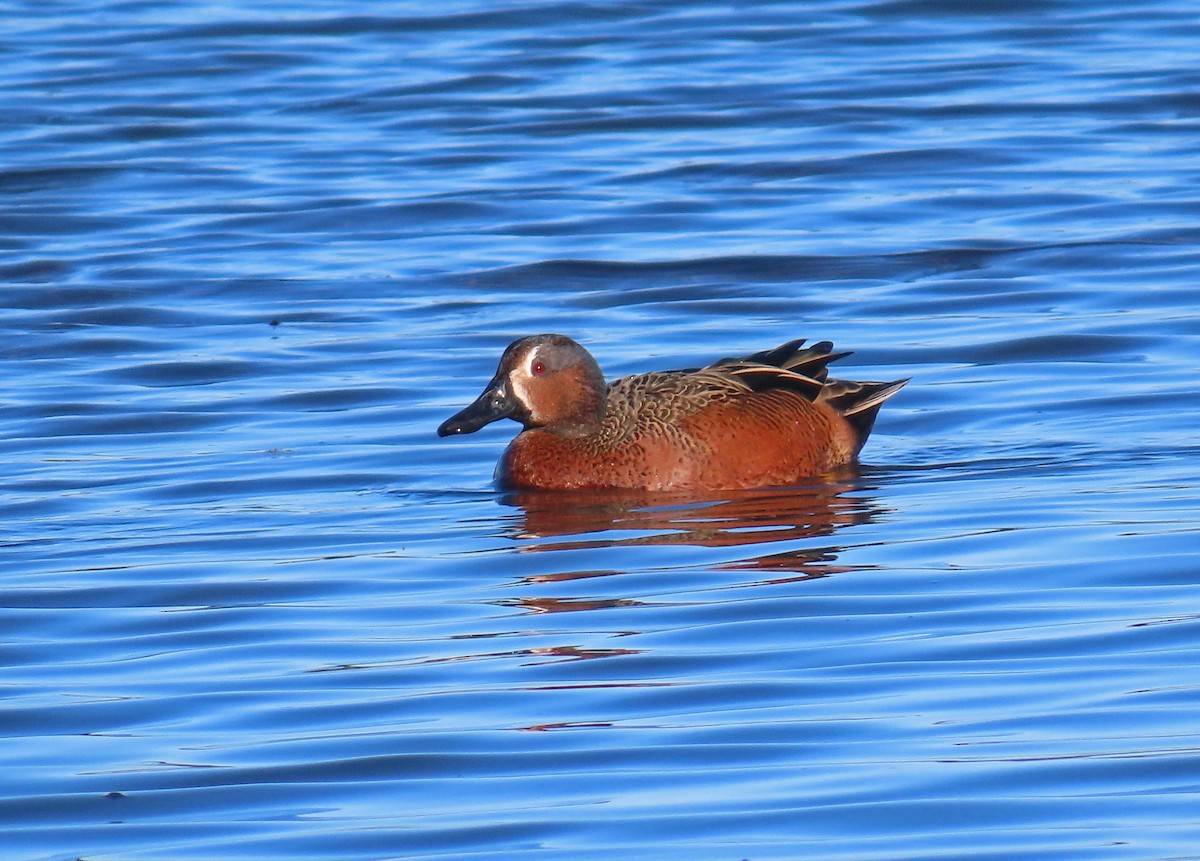 Blue-winged x Cinnamon Teal (hybrid) - ML628262652