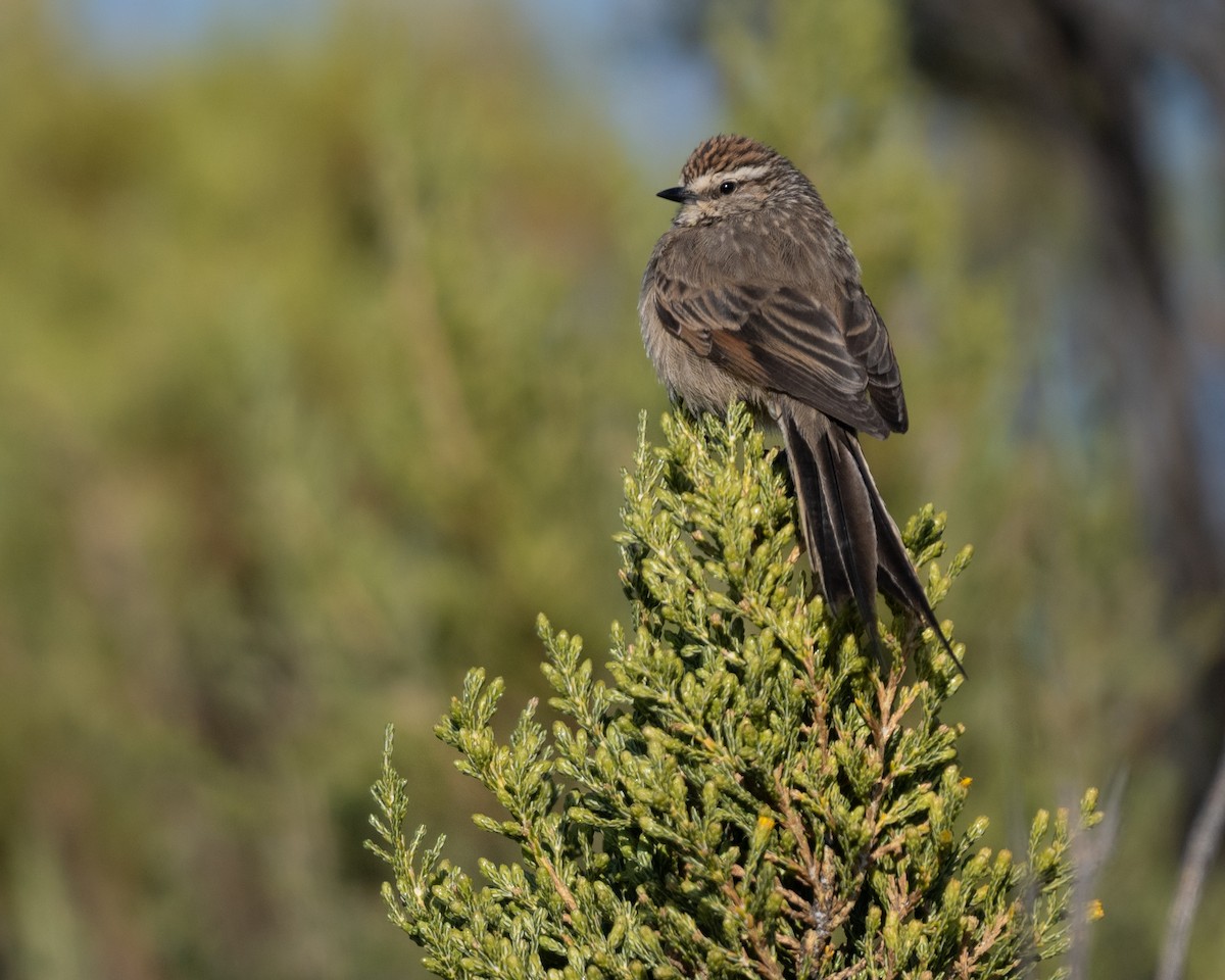 Plain-mantled Tit-Spinetail (berlepschi) - ML628262683